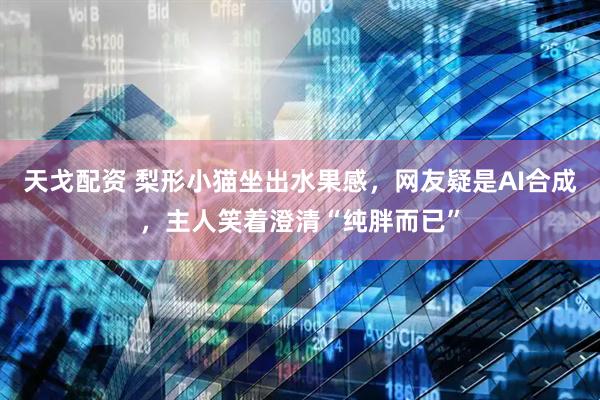 天戈配资 梨形小猫坐出水果感，网友疑是AI合成，主人笑着澄清“纯胖而已”